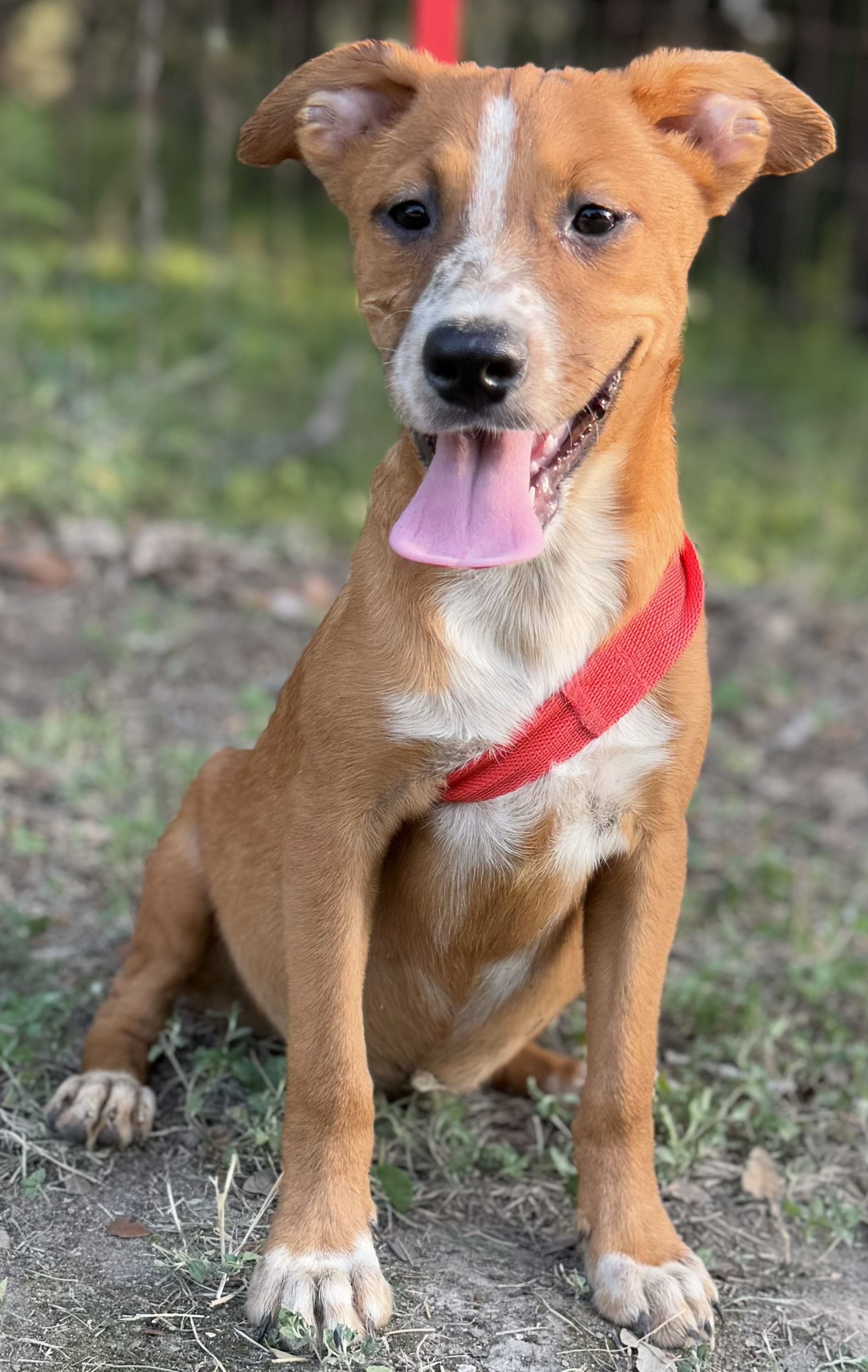 Munchkin, a Adoptable Australian Cattle Dog / Blue Heeler in Leming, TX image 3/5