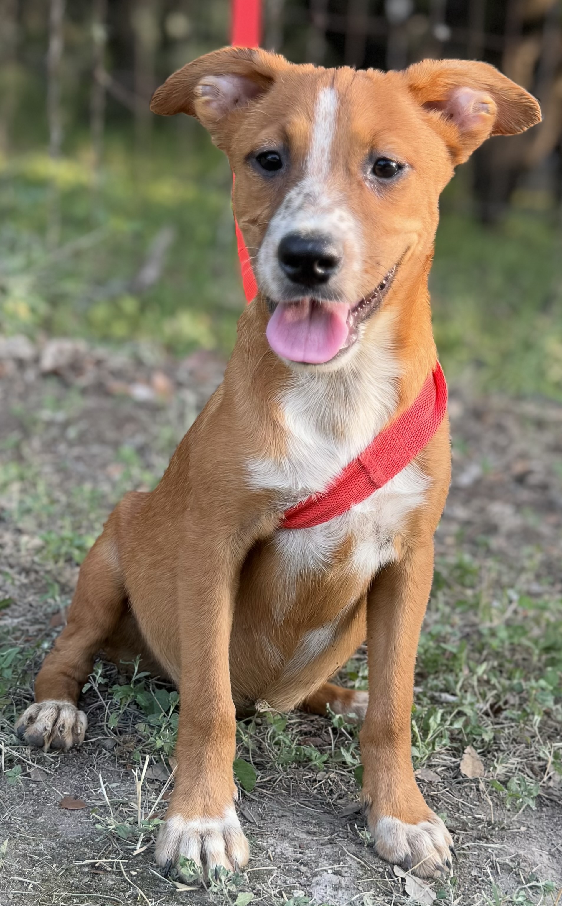 Munchkin, a Adoptable Australian Cattle Dog / Blue Heeler in Leming, TX image 2/5
