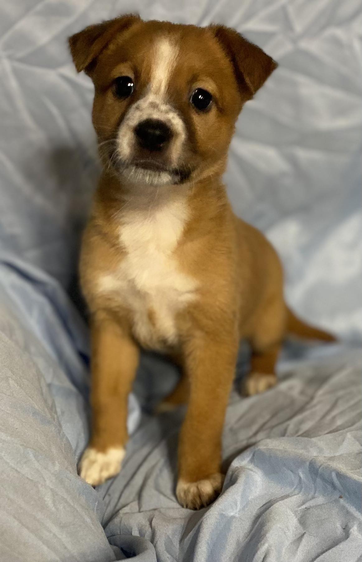 Munchkin, a Adoptable Australian Cattle Dog / Blue Heeler in Leming, TX image 4/5
