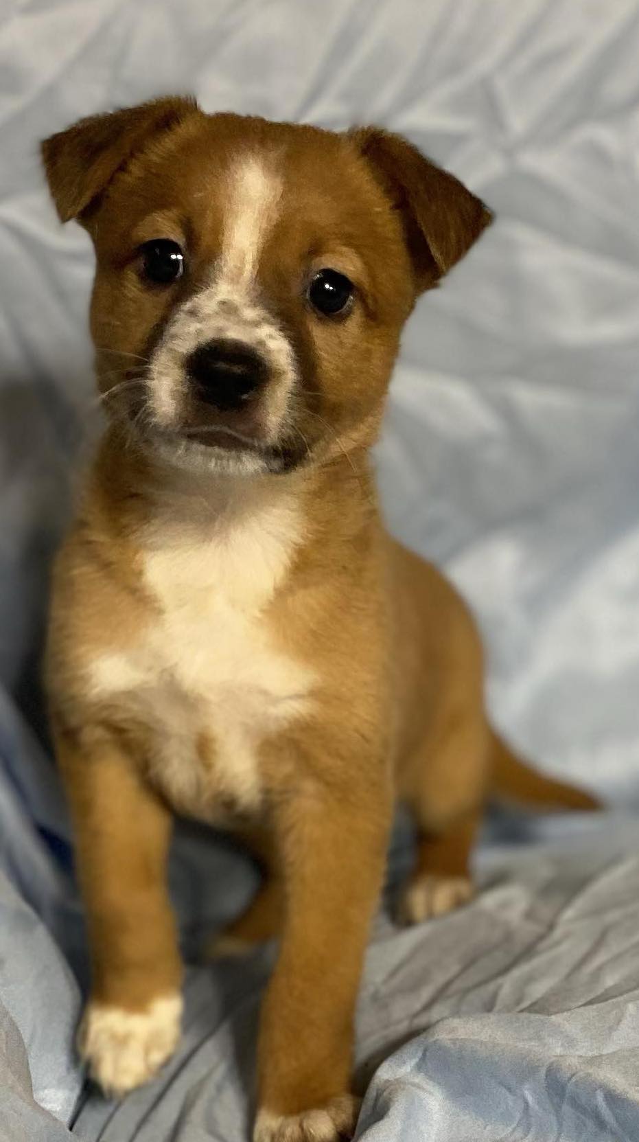 Munchkin, a Adoptable Australian Cattle Dog / Blue Heeler in Leming, TX image 5/5