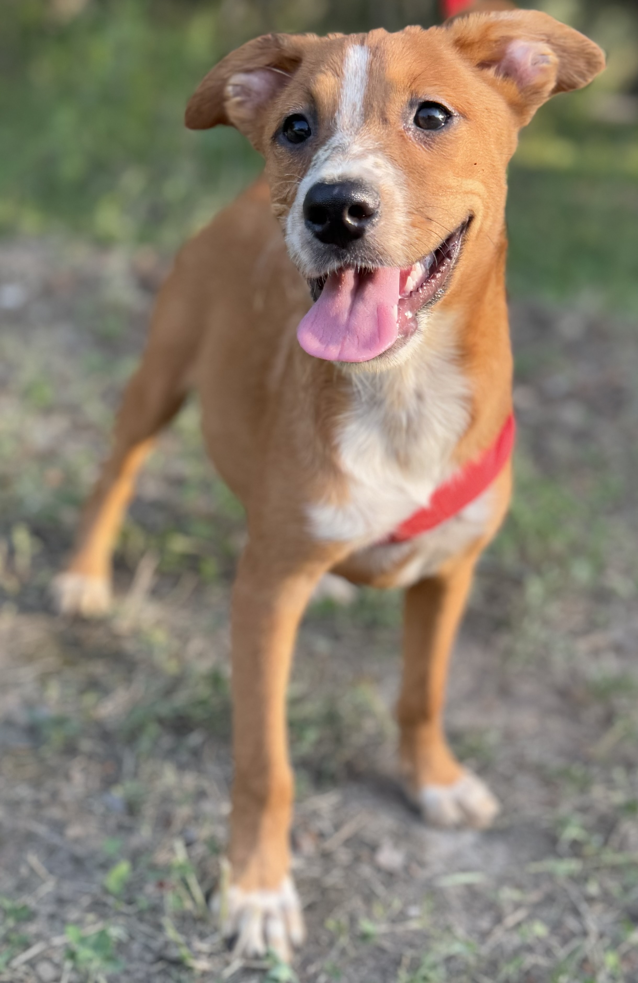 Munchkin, a Adoptable Australian Cattle Dog / Blue Heeler in Leming, TX image 1/5