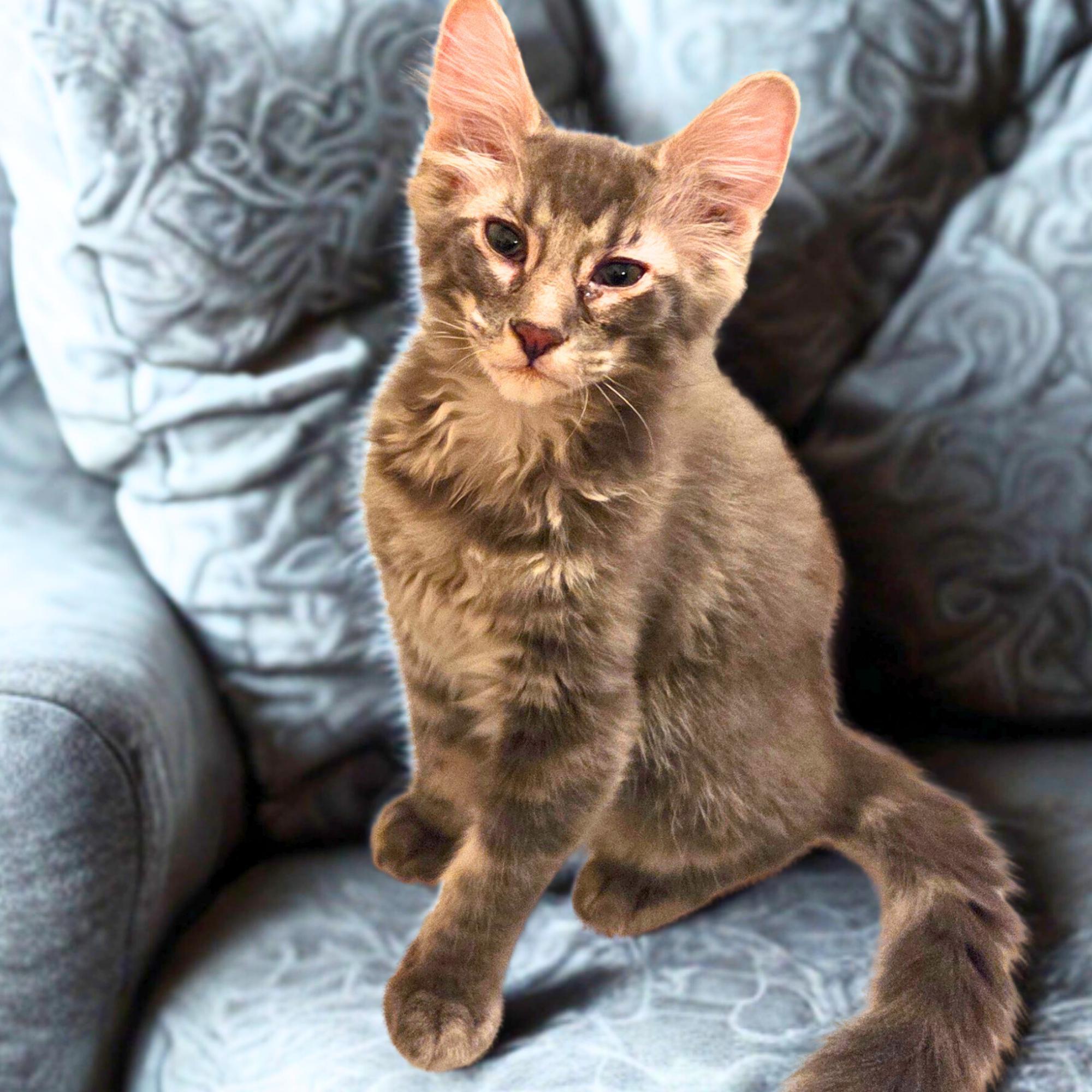Enlarge Sage, a ADOPTABLE Domestic Medium Hair in Dallas, TX image 1/1
