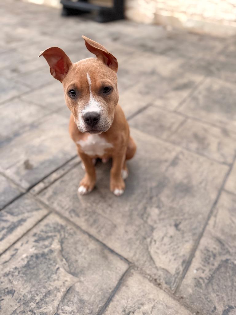 Enlarge Woozle, a Adoptable Pit Bull Terrier in Austin, TX image 1/5