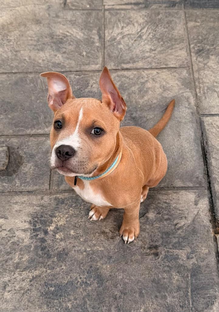 Enlarge Woozle, a Adoptable Pit Bull Terrier in Austin, TX image 2/5