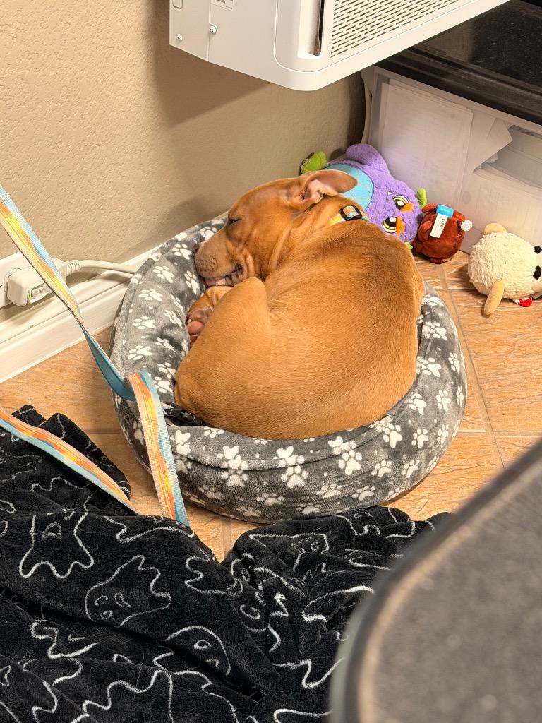 Enlarge Woozle, a Adoptable Pit Bull Terrier in Austin, TX image 3/5