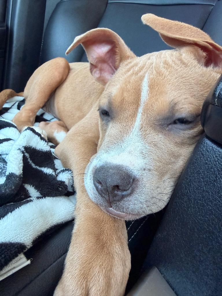 Enlarge Woozle, a Adoptable Pit Bull Terrier in Austin, TX image 4/5