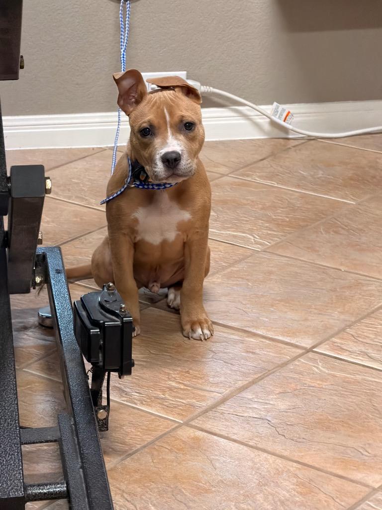 Enlarge Woozle, a Adoptable Pit Bull Terrier in Austin, TX image 5/5