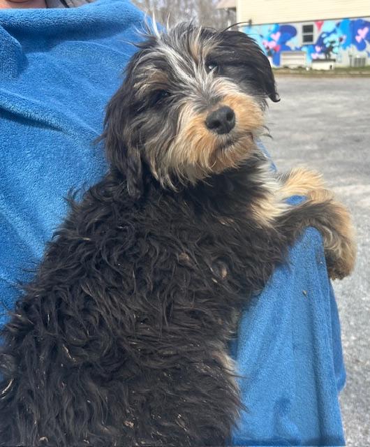 Kiwi Oiseau — thumbnail 2