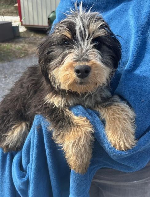 Kiwi Oiseau — thumbnail 4