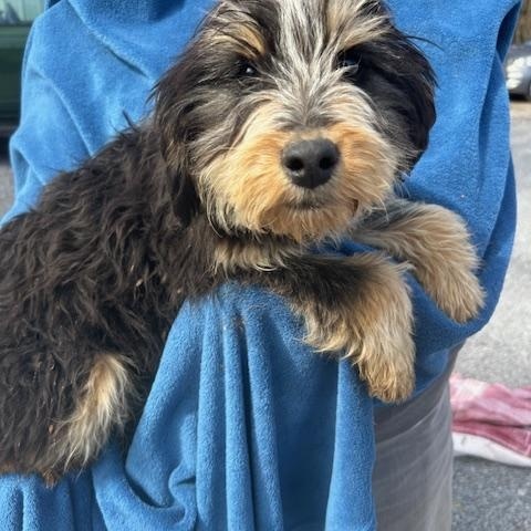 Kiwi Oiseau — thumbnail 5