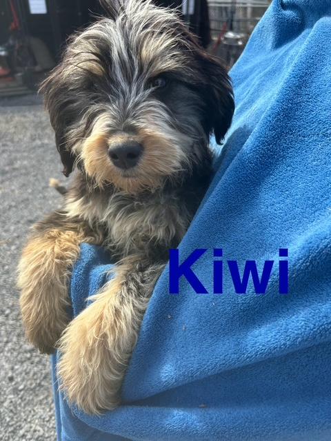 Kiwi Oiseau — thumbnail 6