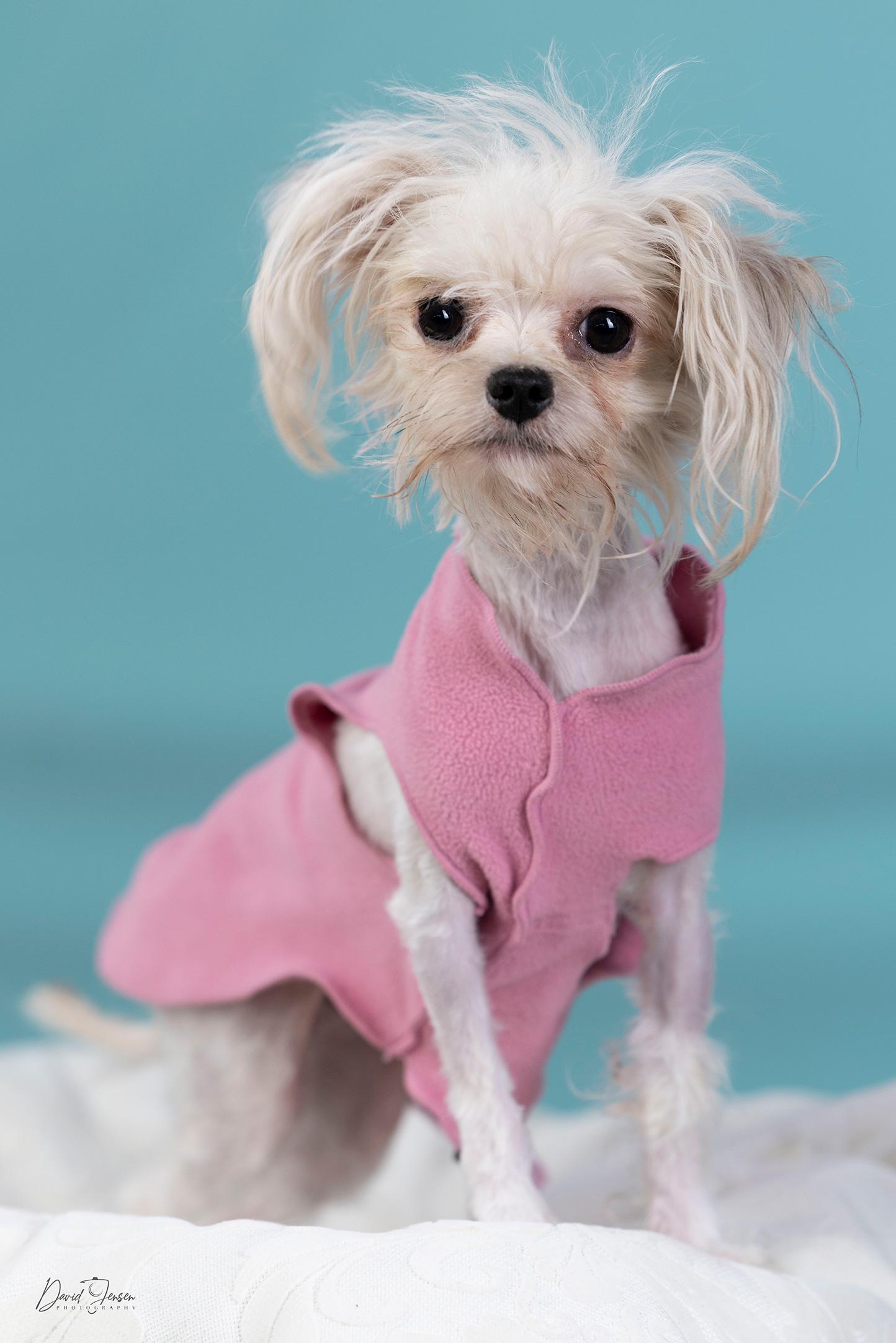 Trixie, adopted, Puppy Female Maltese.