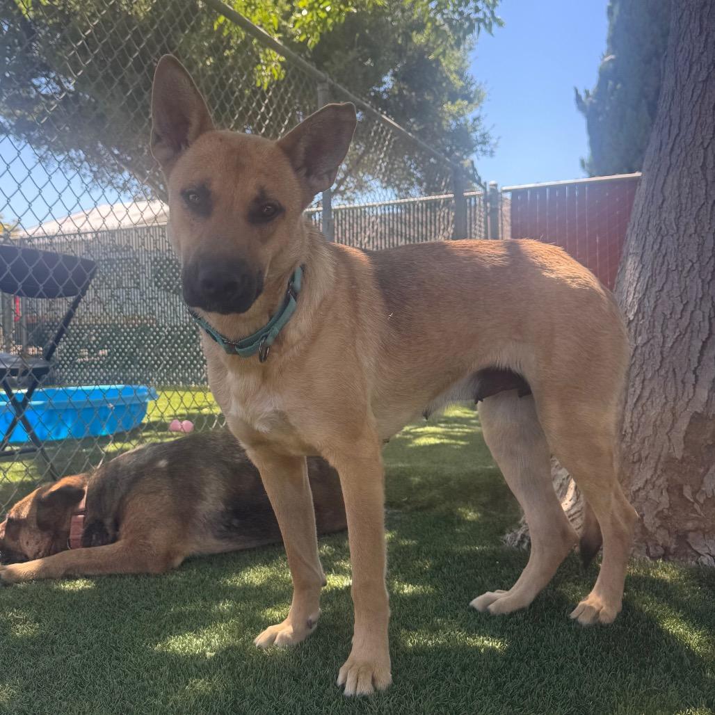 Enlarge Rain, a Adoptable German Shepherd Dog in Buellton, CA image 1/4