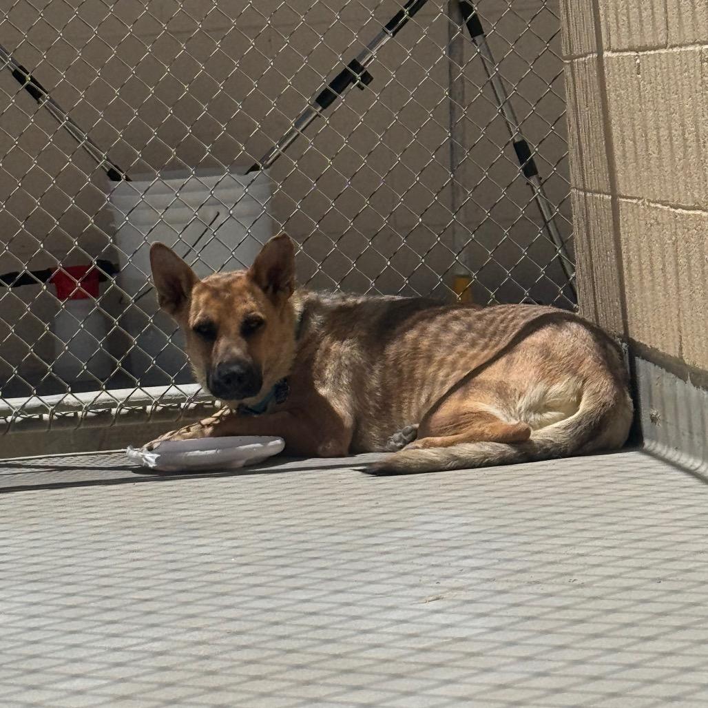 Rain, Adoptable, Adult Female German Shepherd Dog.