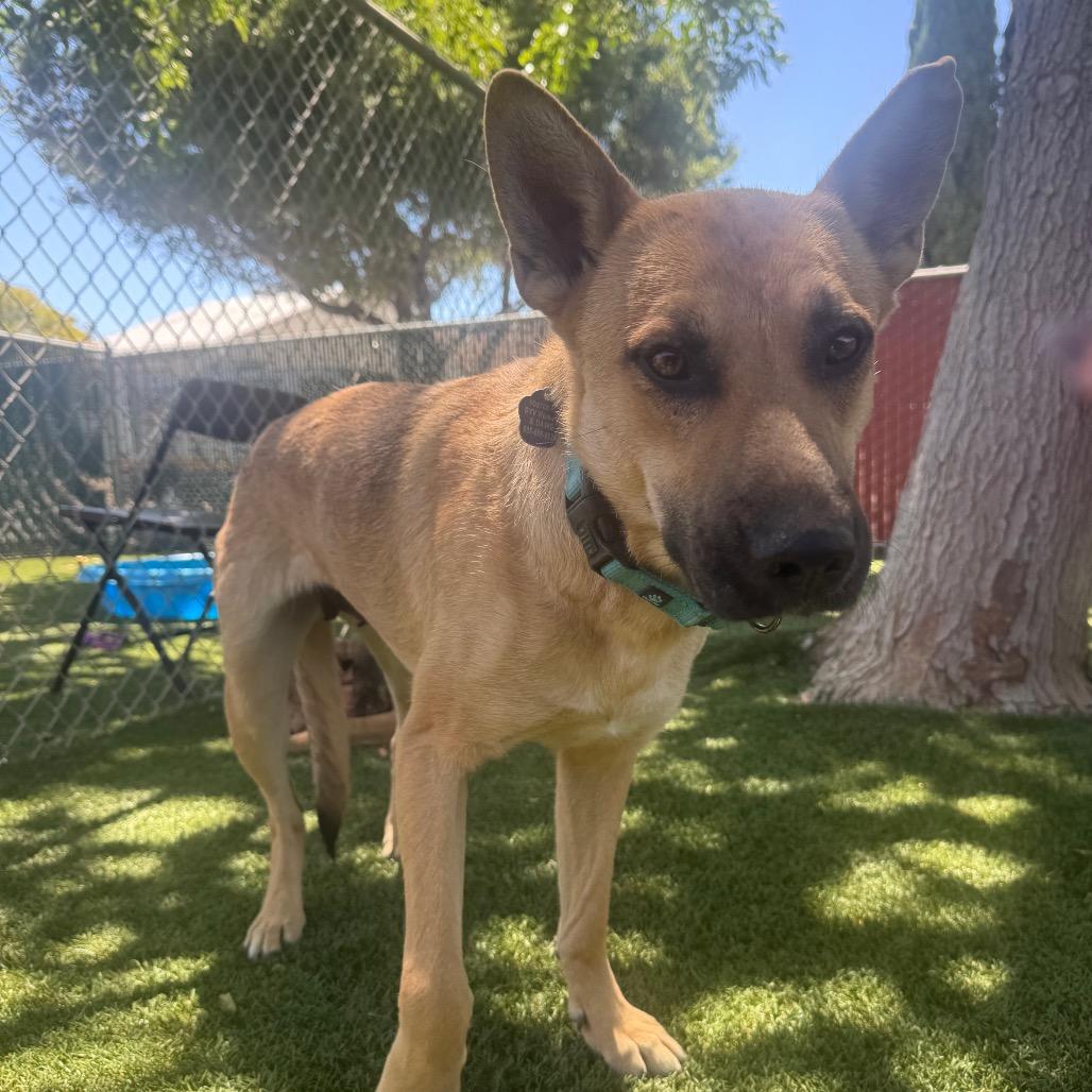 Enlarge Rain, a Adoptable German Shepherd Dog in Buellton, CA image 2/4