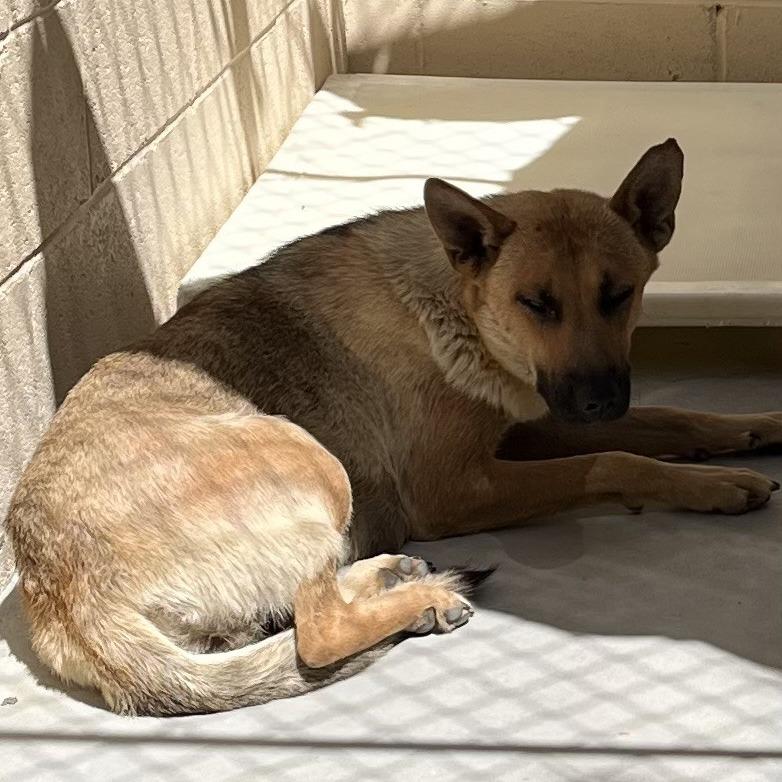 Rain, a Adoptable German Shepherd Dog in Buellton, CA image 1/2
