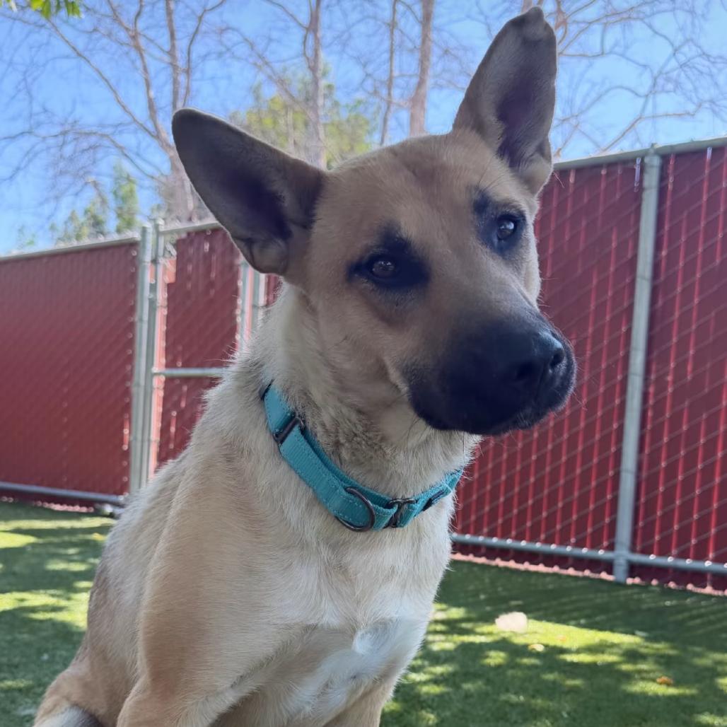 Enlarge Rain, a Adoptable German Shepherd Dog in Buellton, CA image 3/4