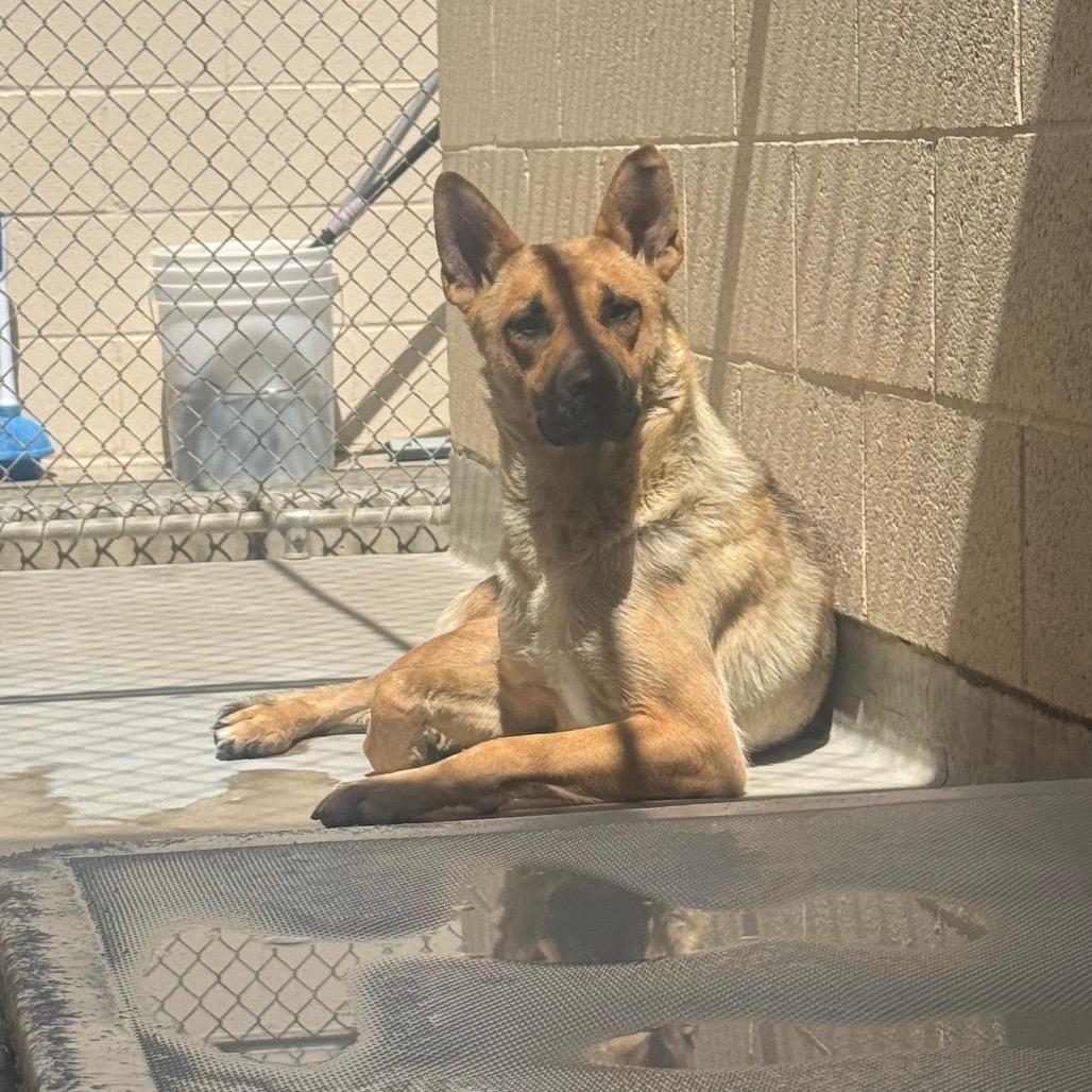 Rain, a Adoptable German Shepherd Dog in Buellton, CA image 2/2
