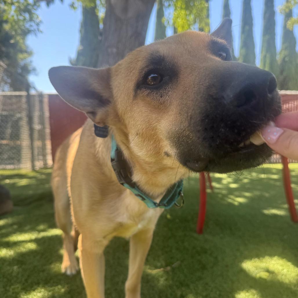 Enlarge Rain, a Adoptable German Shepherd Dog in Buellton, CA image 4/4