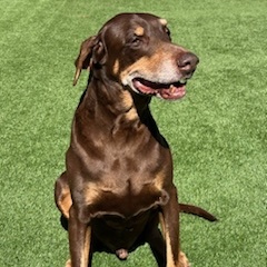 Ace, a Adoptable Doberman Pinscher in Plano, TX image 1/6