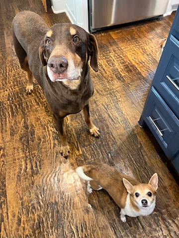 Ace, a Adoptable Doberman Pinscher in Plano, TX image 2/6