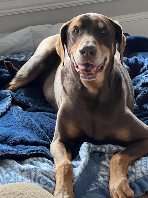 Ace, a Adoptable Doberman Pinscher in Plano, TX image 3/6