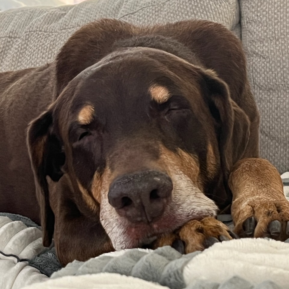 Ace, a Adoptable Doberman Pinscher in Plano, TX image 6/6