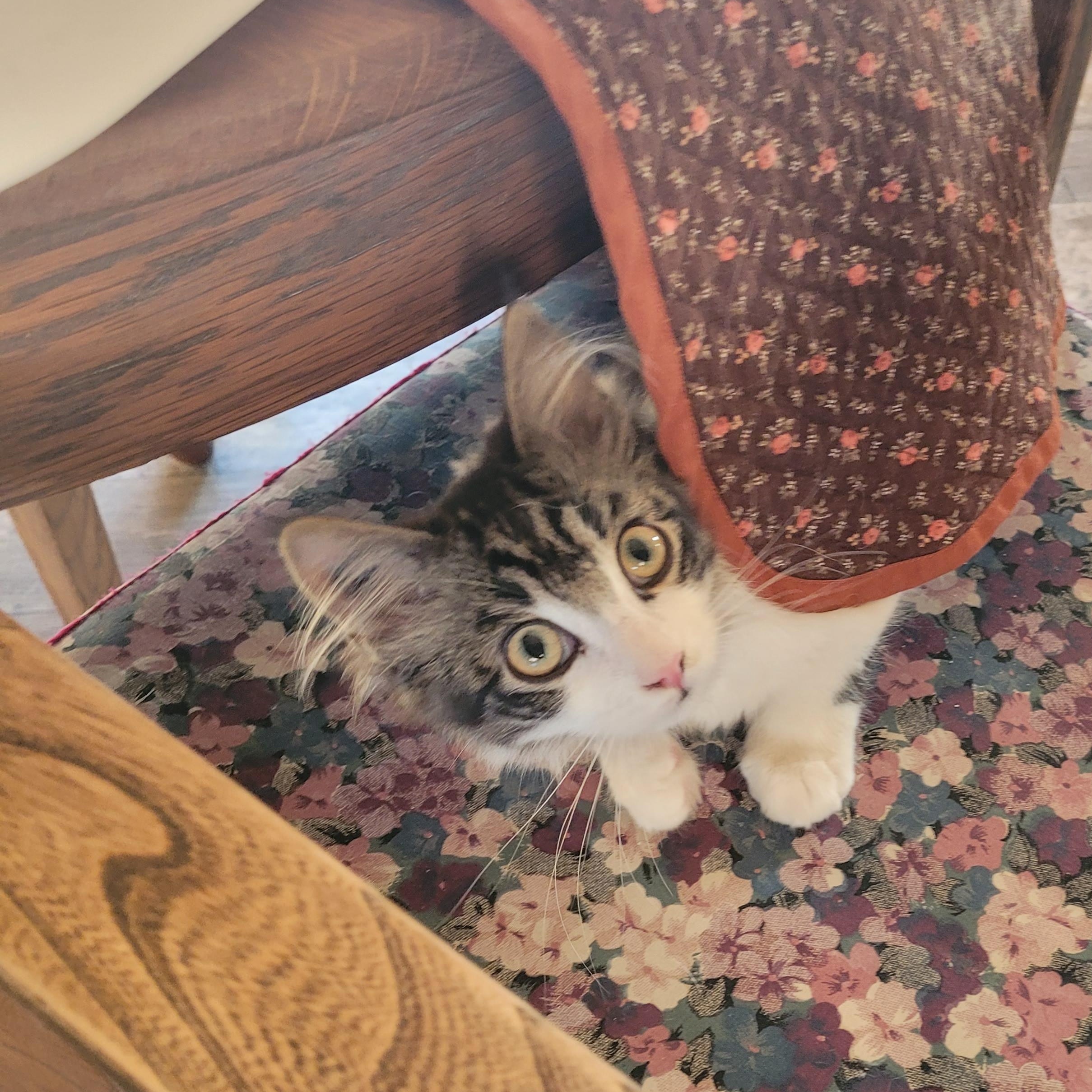 Tinker, Adoptable, Young Male Domestic Long Hair.