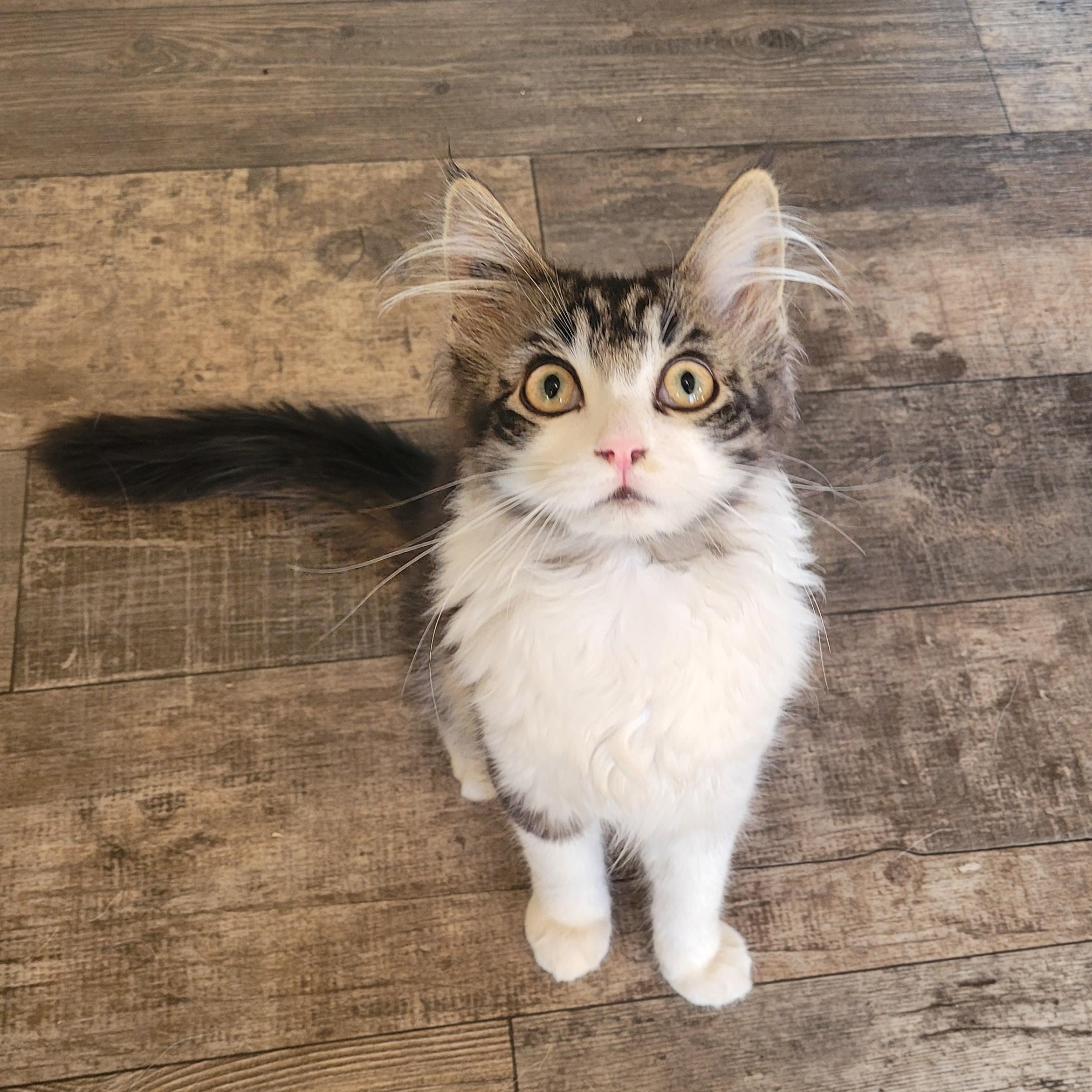 Tinker, a Adoptable Domestic Long Hair in Morden, MB image 2/3