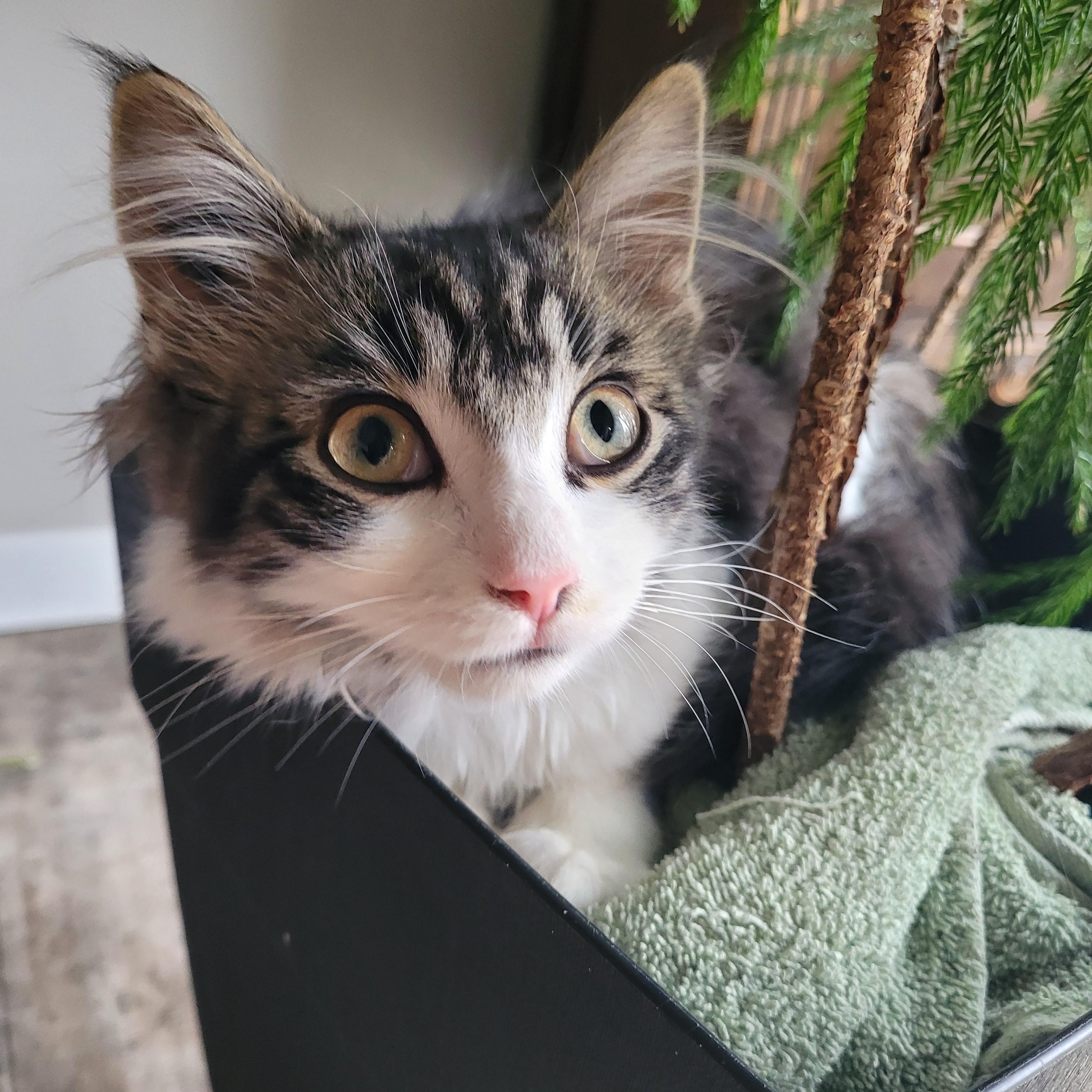 Tinker, a Adoptable Domestic Long Hair in Morden, MB image 3/3