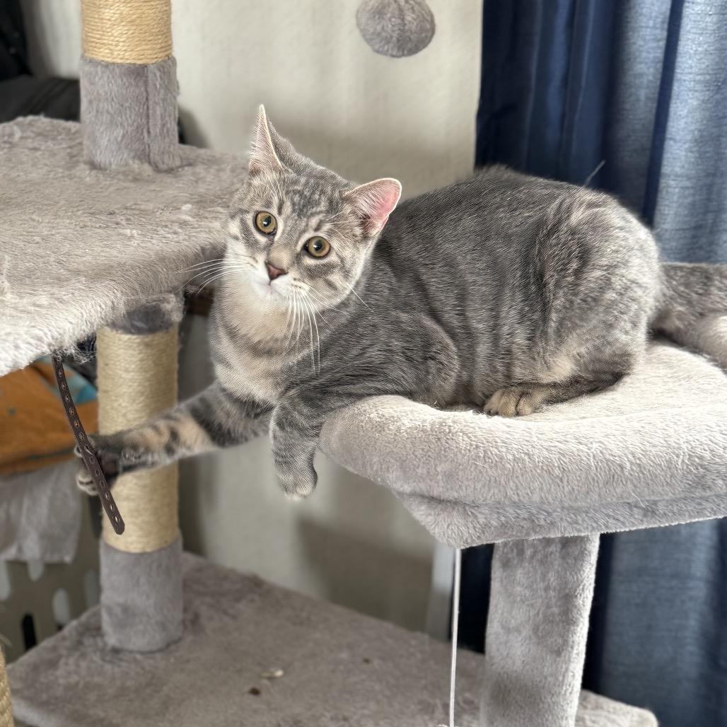 Nova, a Adoptable Domestic Short Hair in Mondovi, WI image 1/5