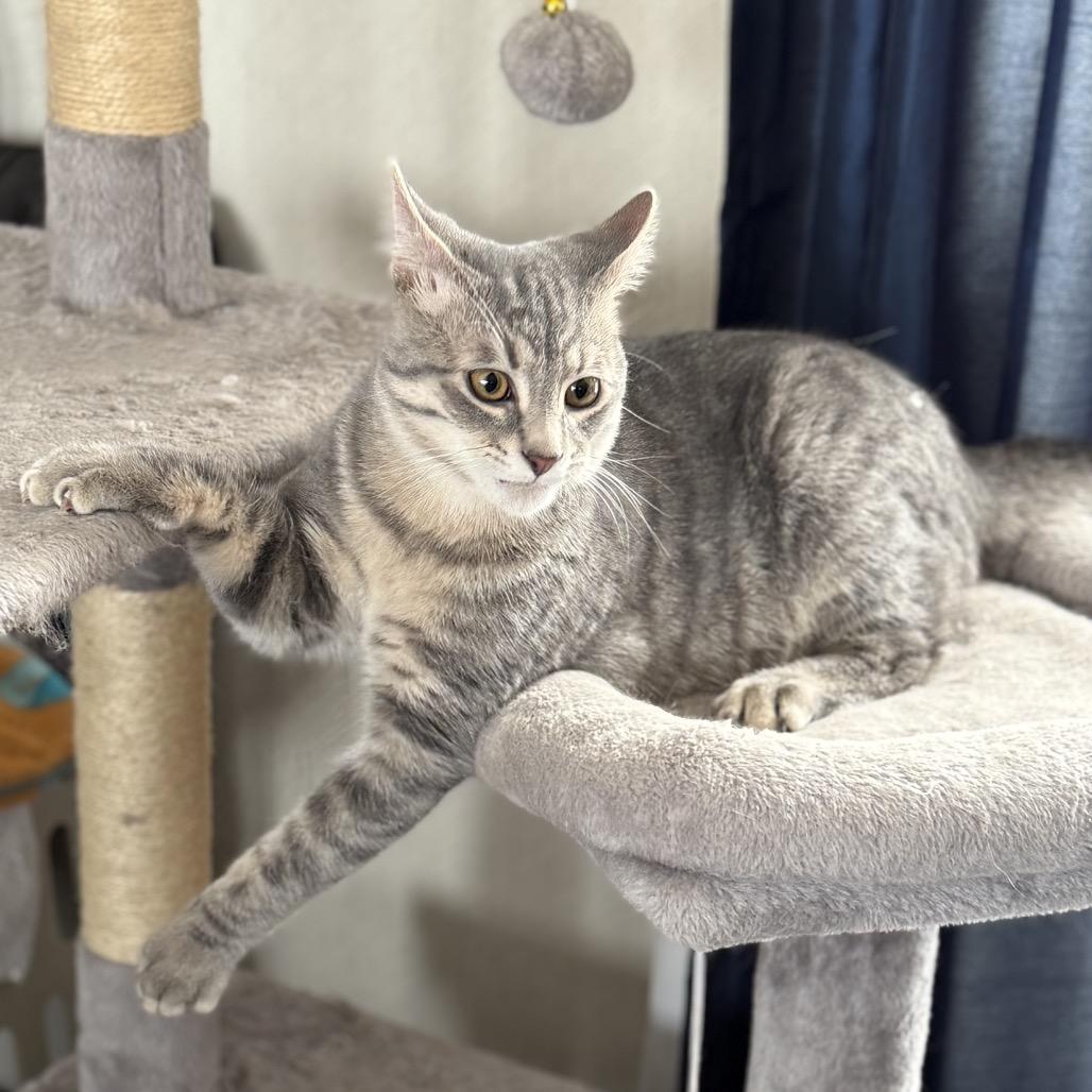 Nova, a Adoptable Domestic Short Hair in Mondovi, WI image 2/5