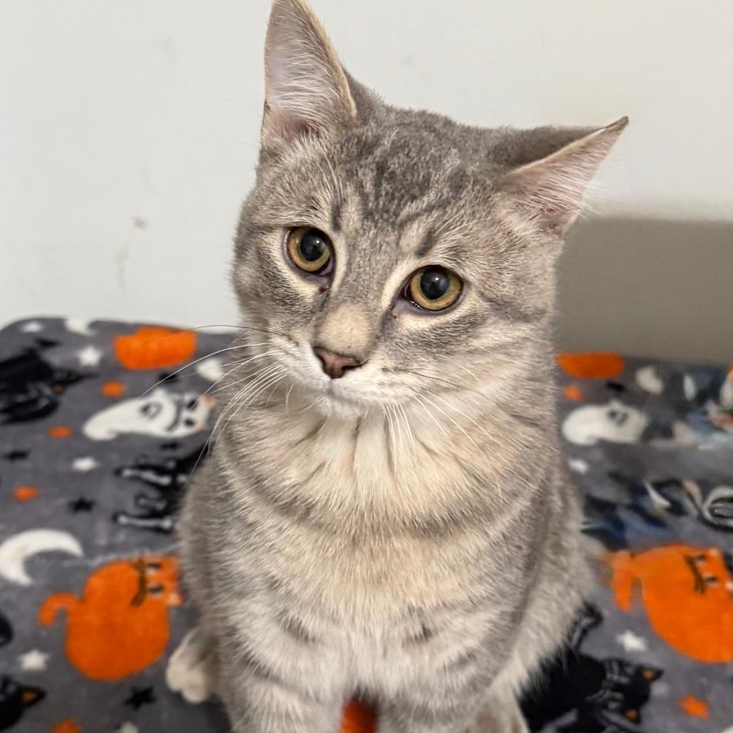 Nova, a Adoptable Domestic Short Hair in Mondovi, WI image 4/5