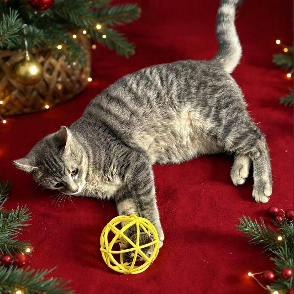 Nova, a Adoptable Domestic Short Hair in Mondovi, WI image 5/5