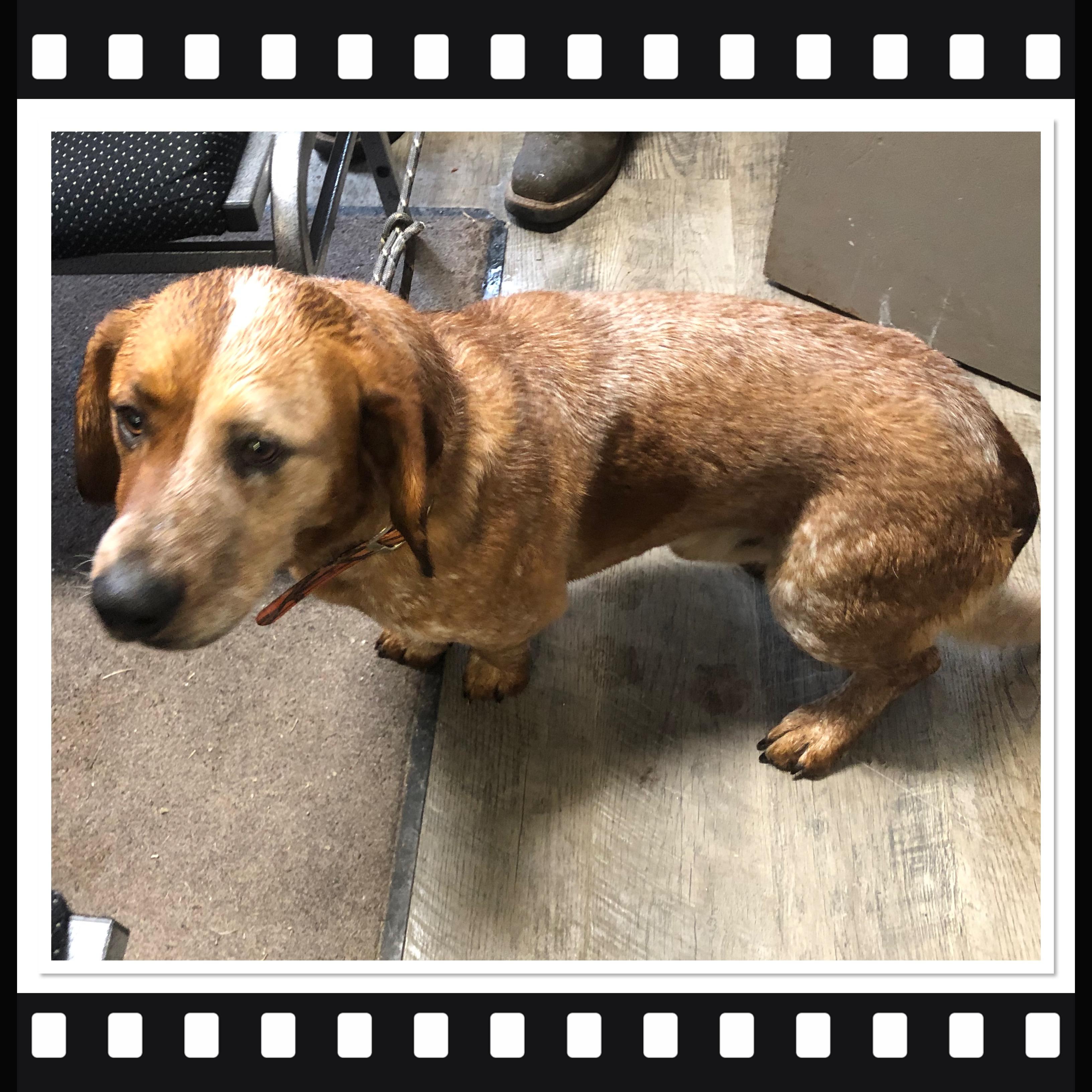 RANGER, ADOPTABLE, Adult Male Basset Hound & Australian Cattle Dog / Blue Heeler.
