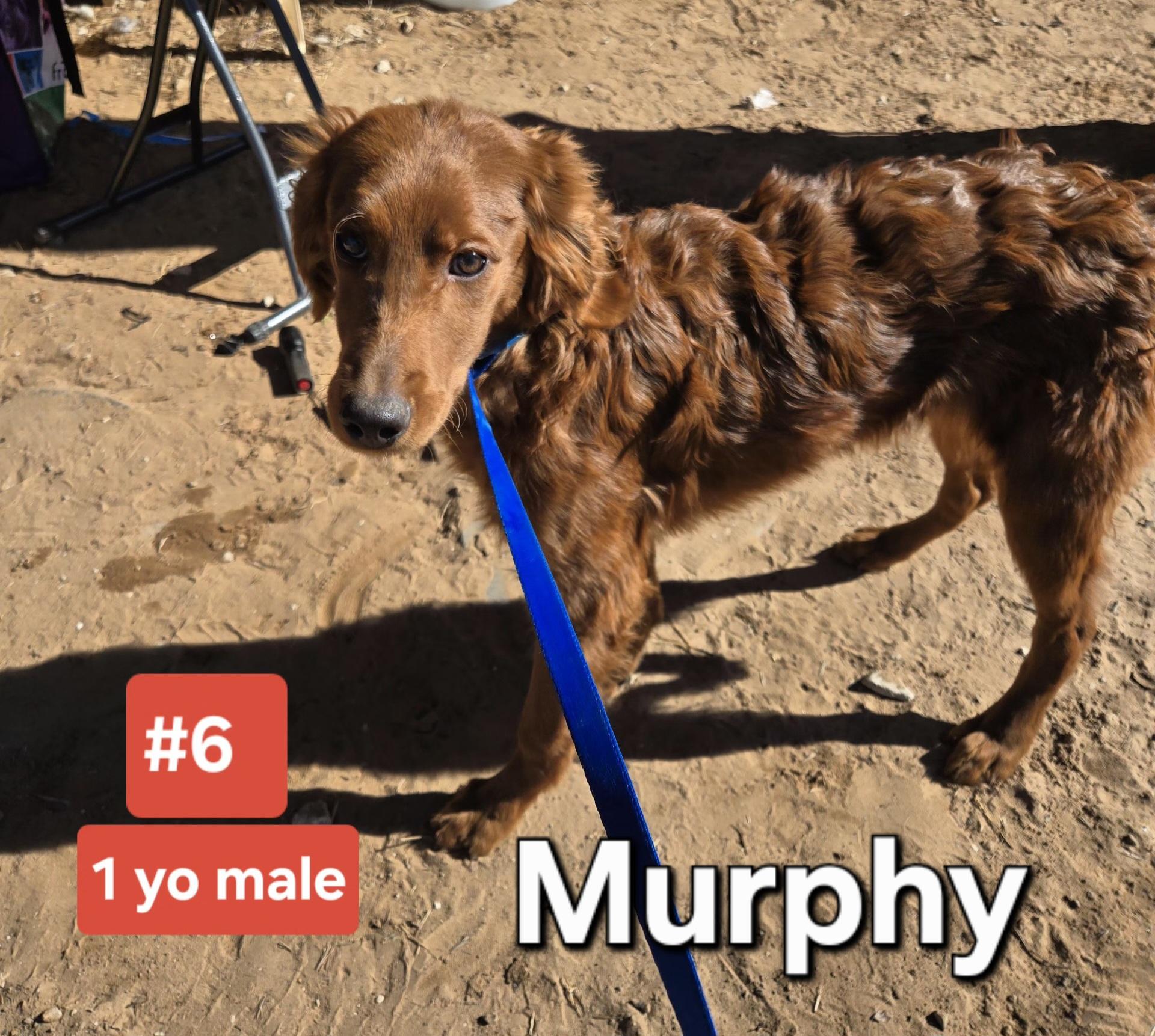 Enlarge MURPHY    $425, a ADOPTABLE mixed breed in Milwaukee, WI image 1/2