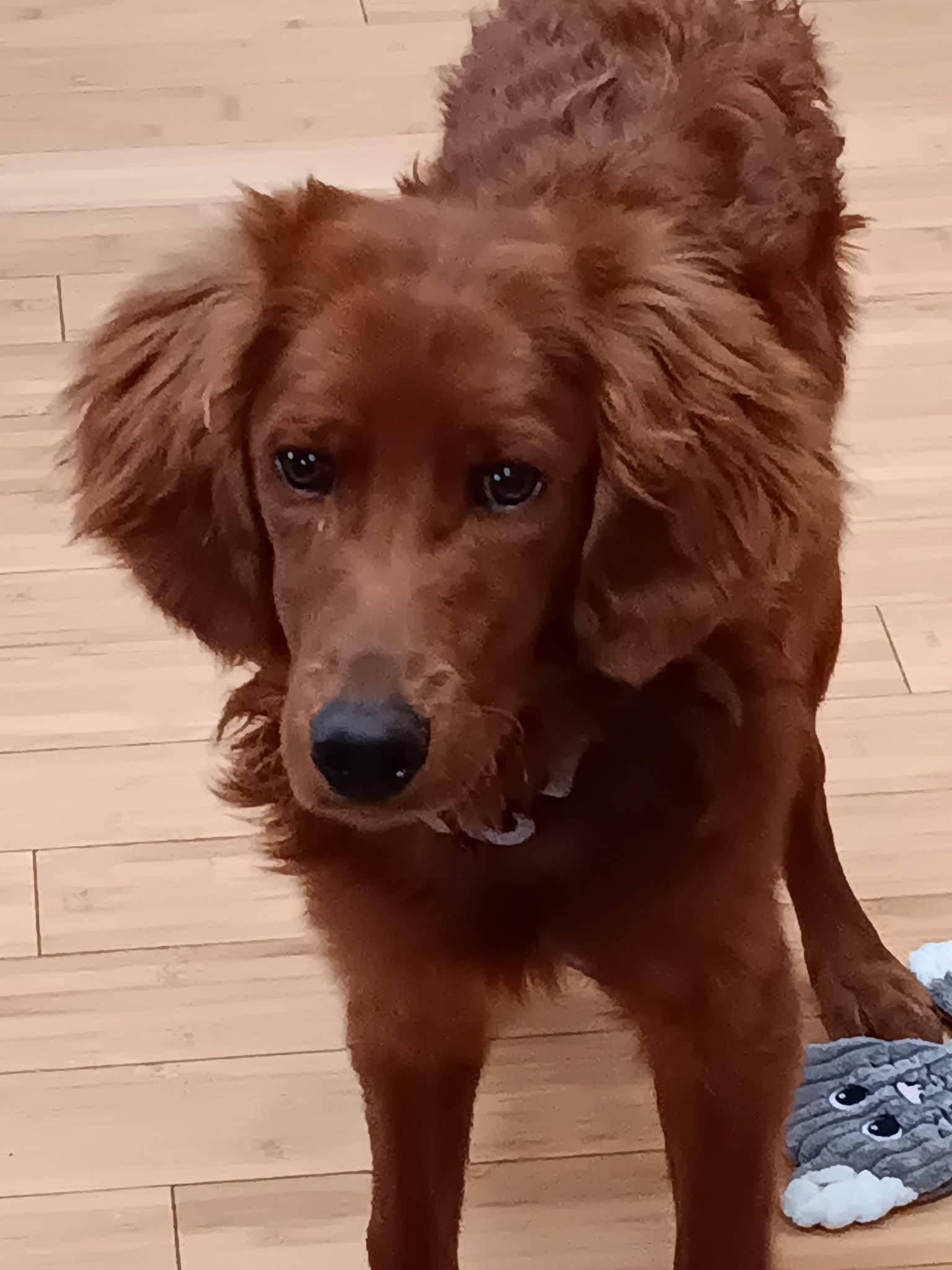 Enlarge MURPHY    $425, a ADOPTABLE mixed breed in Milwaukee, WI image 2/2