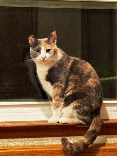 Miso, Adoptable, Adult Female Domestic Short Hair.
