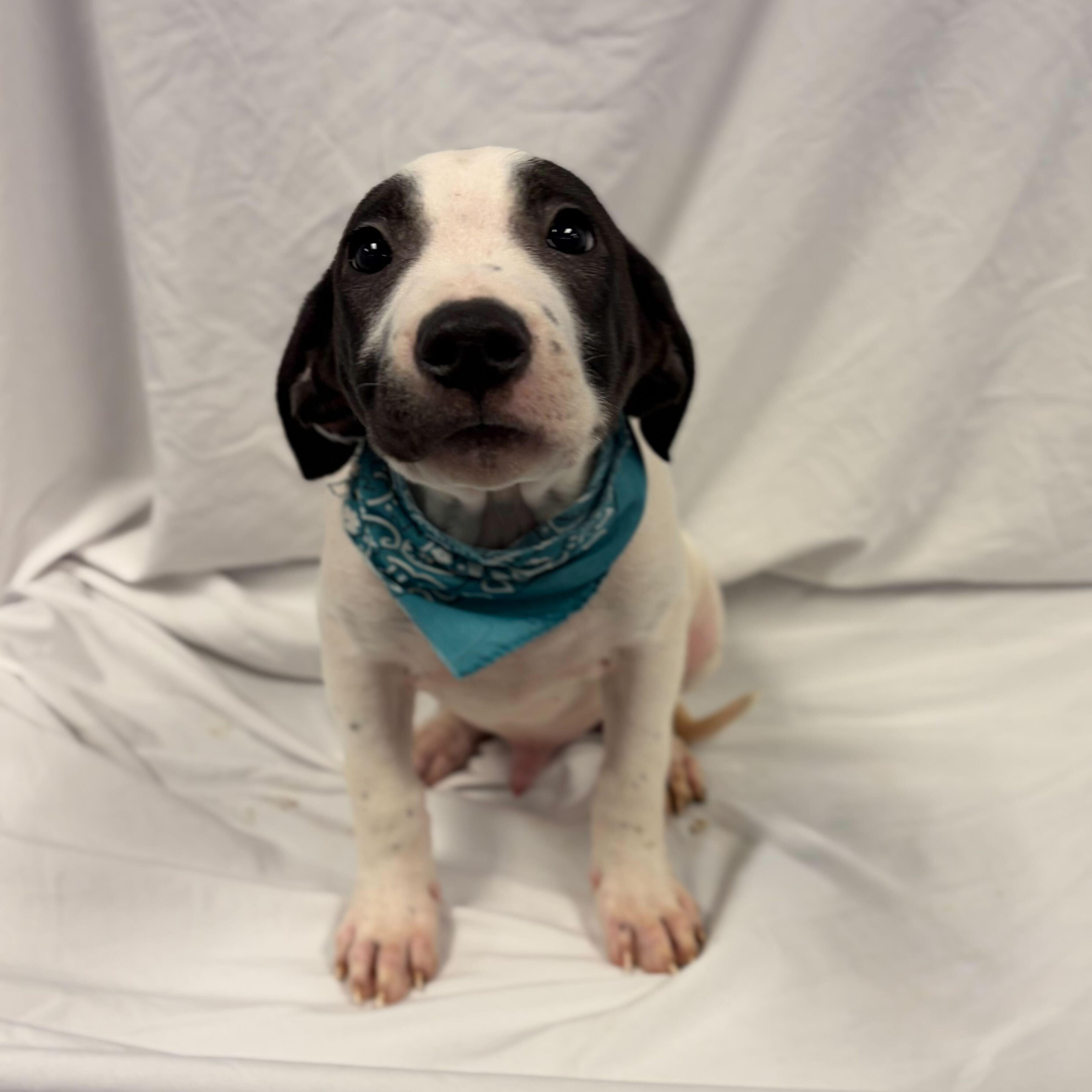 Banksy, adoptable, Puppy Male Mixed Breed.