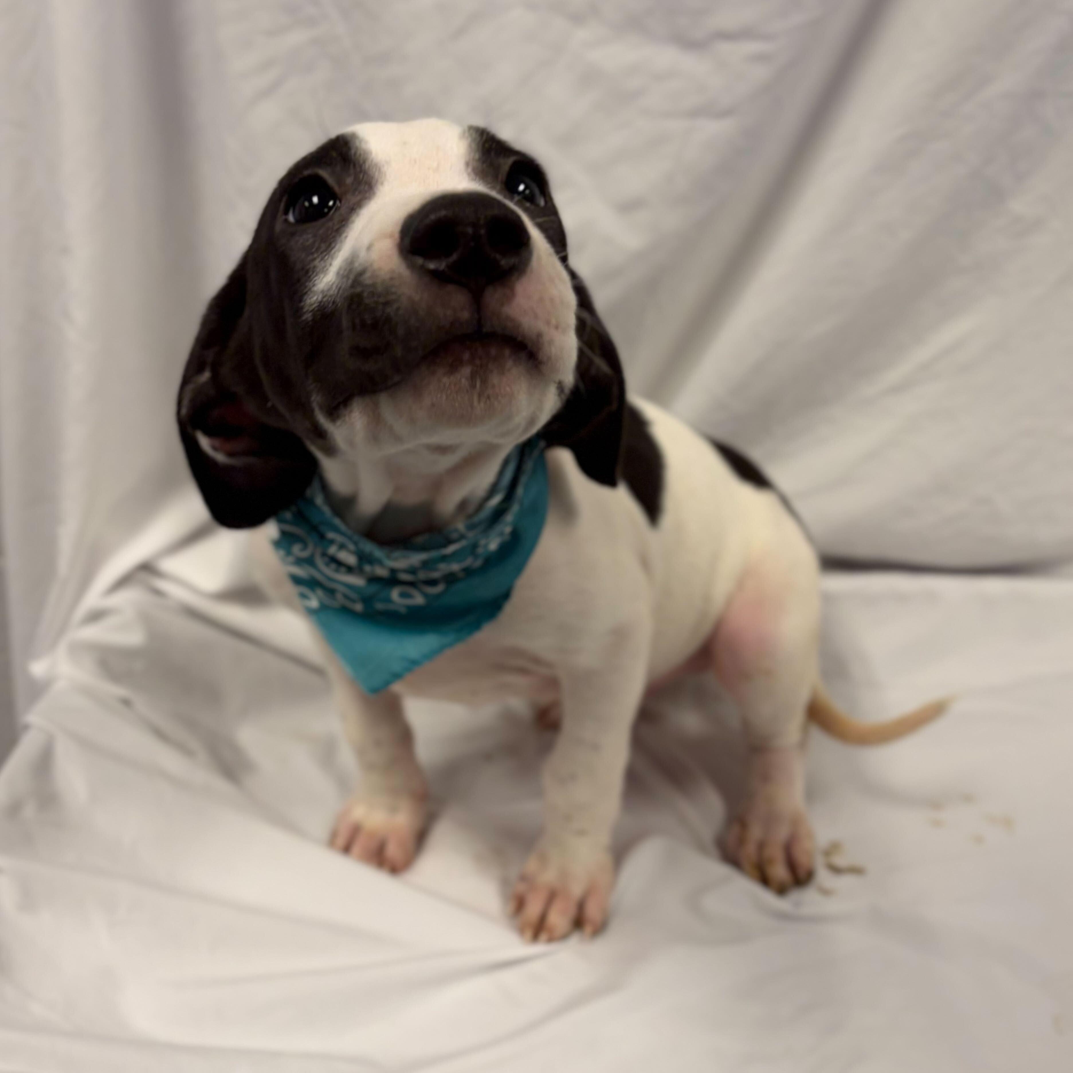 Enlarge Banksy, an adoptable Mixed Breed in Canal Winchester, OH image 2/2