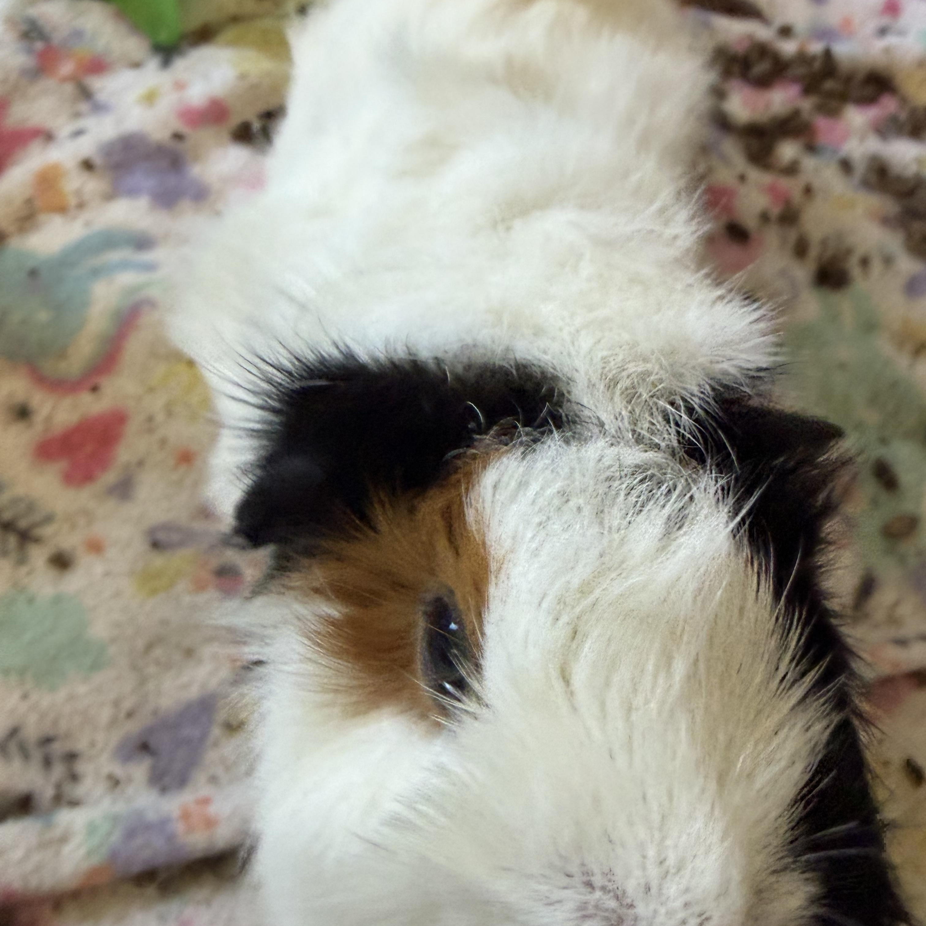 Sugar & Spice (2 year old guinea pigs. No adoption fee), ADOPTABLE, Adult Female Guinea Pig.