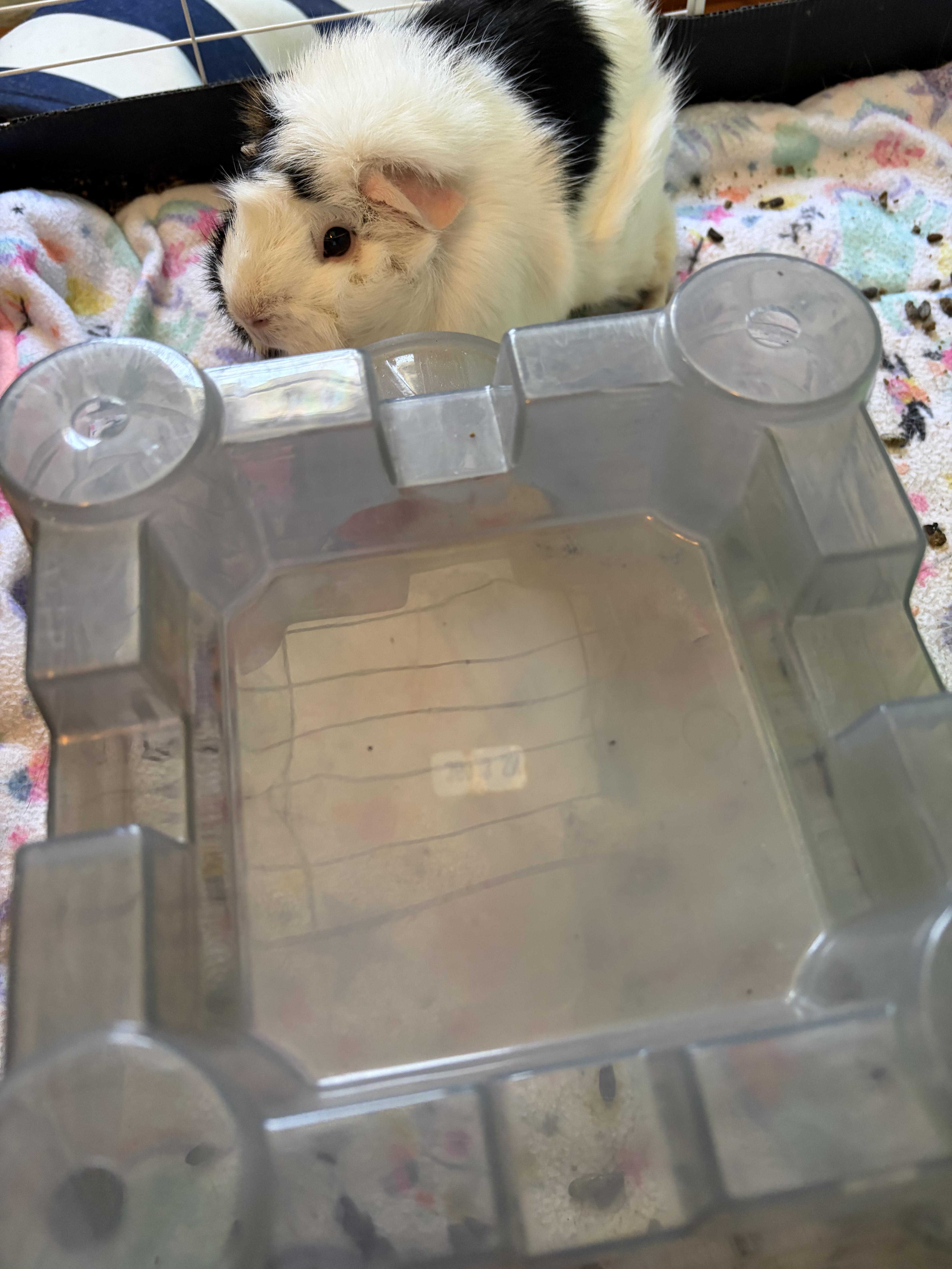 Enlarge Sugar & Spice (2 year old guinea pigs. No adoption fee), a ADOPTABLE Guinea Pig in HANSON, MA image 3/3