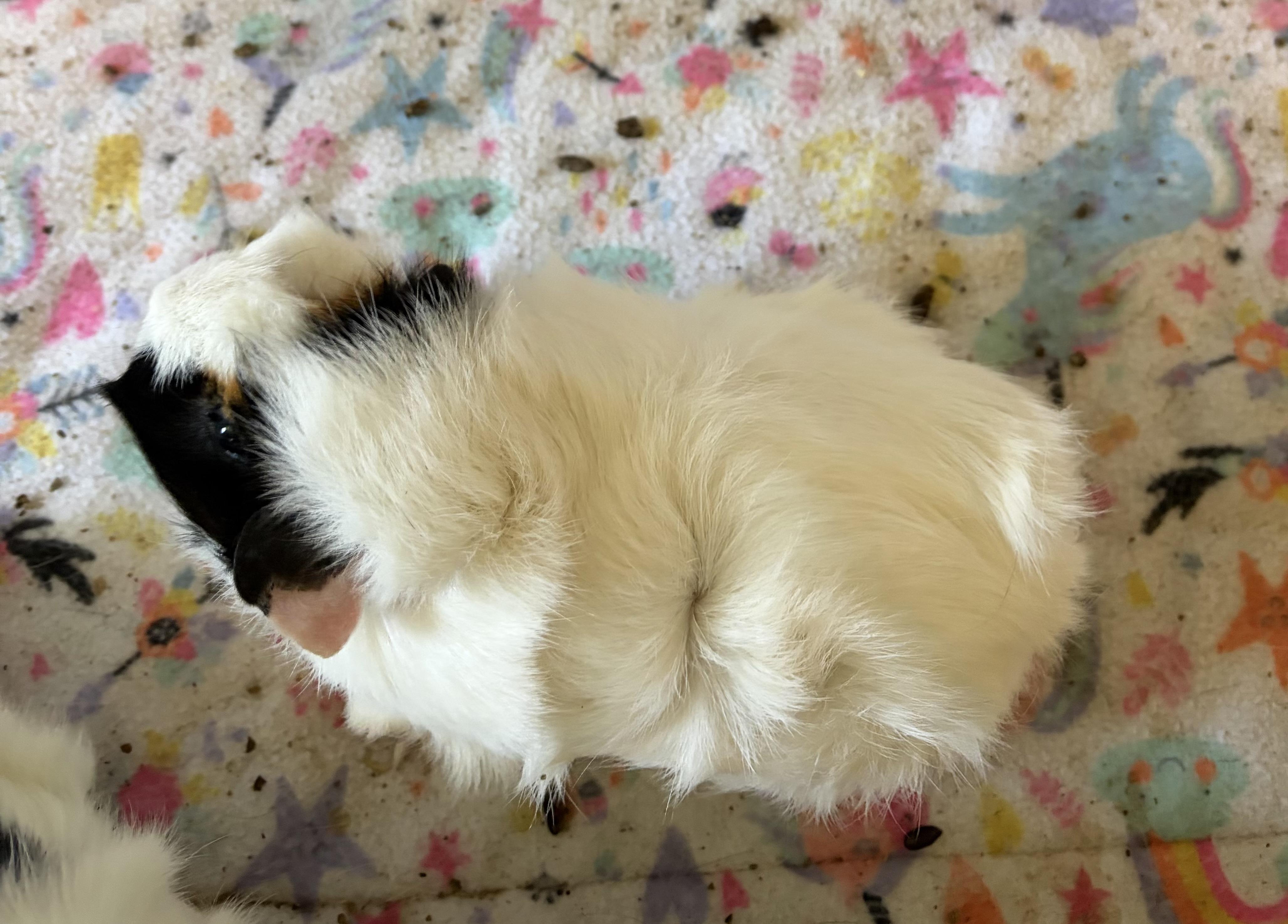 Enlarge Sugar & Spice (2 year old guinea pigs. No adoption fee), a ADOPTABLE Guinea Pig in HANSON, MA image 2/3