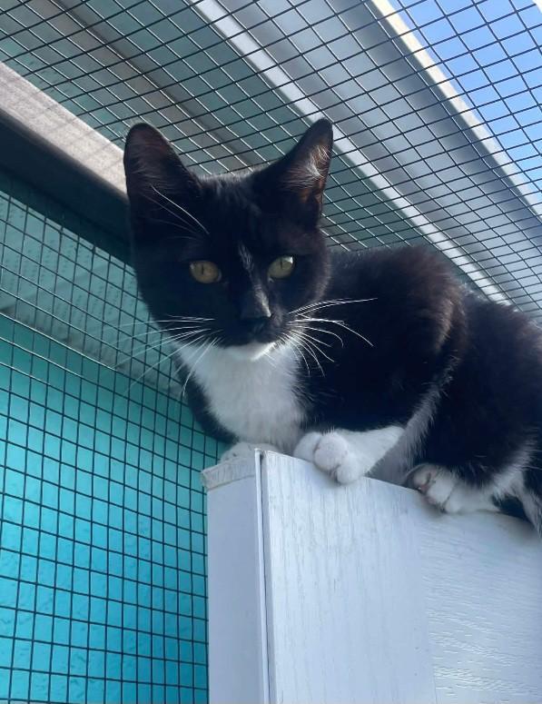 McIntosh, a ADOPTABLE Domestic Short Hair in Shrewsbury, MA image 3/5