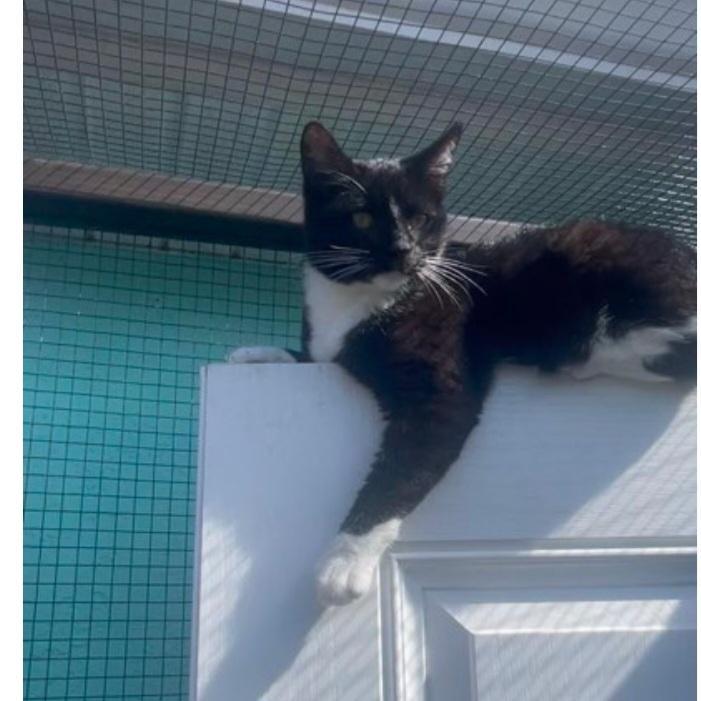 McIntosh, a ADOPTABLE Domestic Short Hair in Shrewsbury, MA image 4/5