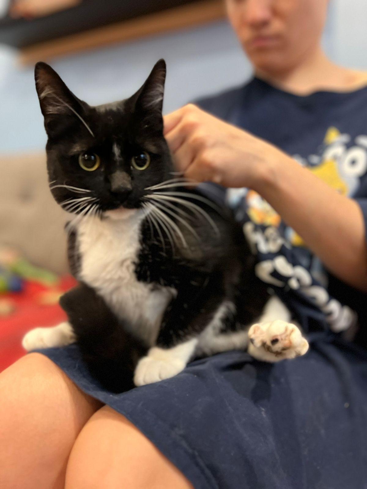McIntosh, ADOPTABLE, Young Male Domestic Short Hair.