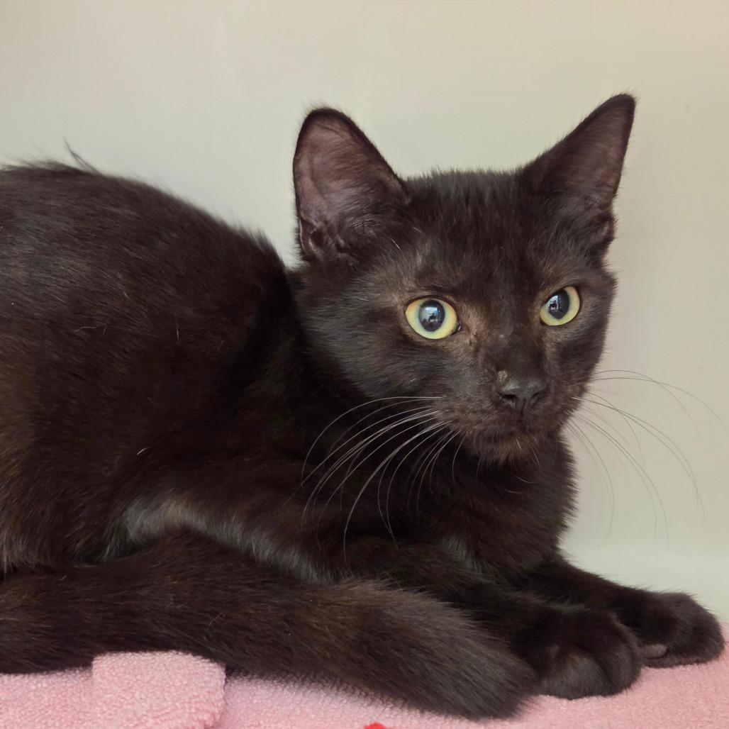 Pepper, Adoptable, Kitten Male Domestic Short Hair.