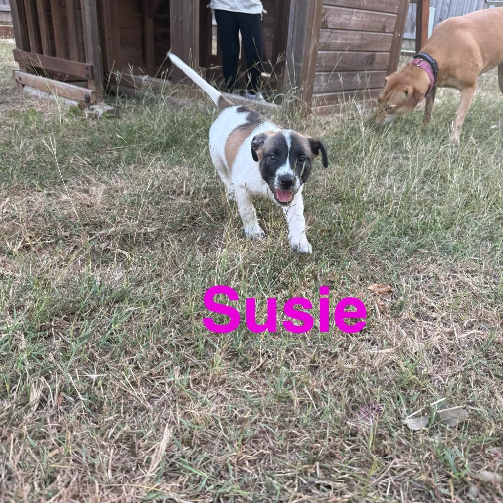 Susie, Adoptable, Puppy Female Belgian Shepherd / Malinois & Mixed Breed.