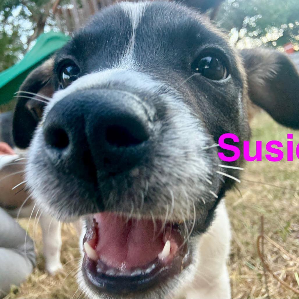 Enlarge Susie, a Adoptable mixed breed in San Antonio, TX image 2/2