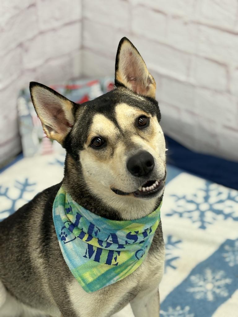 Finkle, Adoptable, Adult Male Siberian Husky.